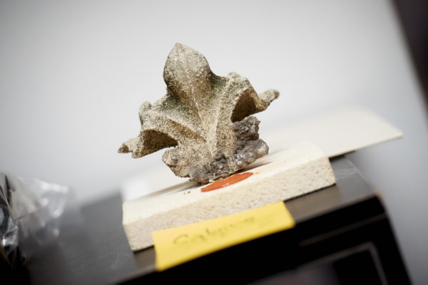 Kreuzblumenkrabbe: ein über 170 Jahre altes Fragment und Unikat vom Wiener Stephansdom