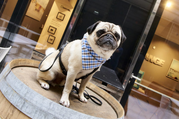 Im Gastgarten erwartete uns alle schon LUDWIG!